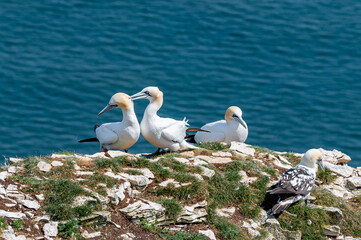 Courtship behaviour from a pair of gannets with the male nibbling the nect of the female bird