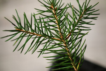 picea abies świerk pospolity