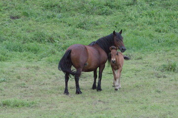 A couple  of horses in a meadow of Cantabria.