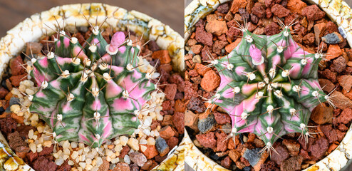 Naklejka na ściany i meble Pink dimond is a name of Gymnocalycium mihanovichii is a type of cactus that is bred from Thailand.