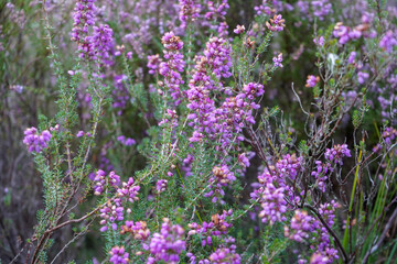 Obraz premium Close up of purple heather