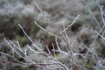 Close up of frost covered heather