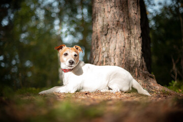 Jack russel terrier dog in green spring forest with lush foliage. Animal and nature photography
