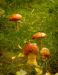 Amanita mushrooms on green grass and fallen yellow leaves
