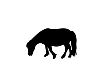 Obraz na płótnie Canvas Pony silhouette, simple black vector illustration