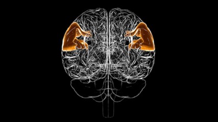 Brain supramarginal gyrus Anatomy For Medical Concept 3D
