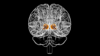 Brain thalamus Anatomy For Medical Concept 3D
