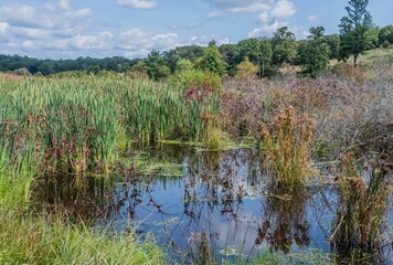 Gettysburg Battlefield Wetlands, Pennsylvania, USA