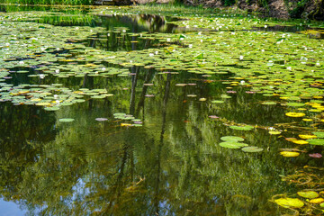 Lily pads floating on a lake