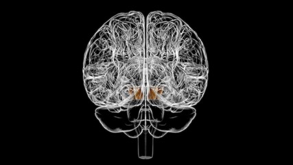 Brain Cerebral peduncle Anatomy For Medical Concept 3D