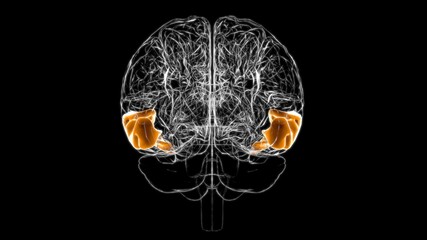 Brain middle temporal gyrus Anatomy For Medical Concept 3D