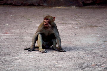 baboon sitting on a rock in the morning, sitting baboon monkey
