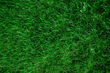 Green grass realistic textured background