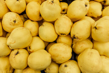 Harvest ripe quinces collected in boxes