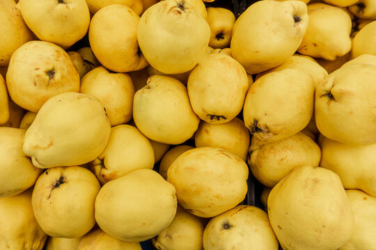 Harvest ripe quinces collected in boxes