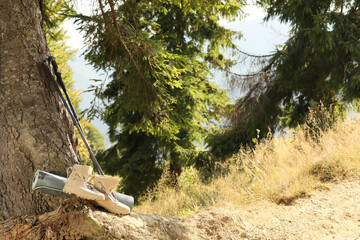 Trekking poles, mat and hiking boots near tree in wilderness on sunny day