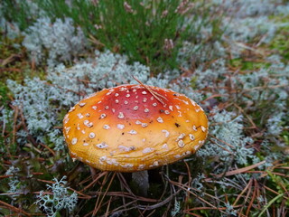 fly agaric mushroom