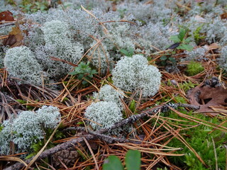 moss covered with snow