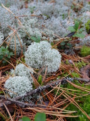 moss on the tree