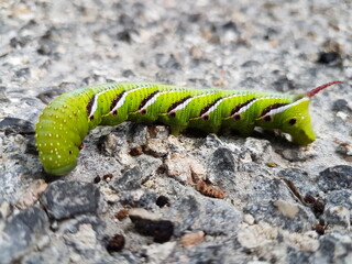 green caterpillar