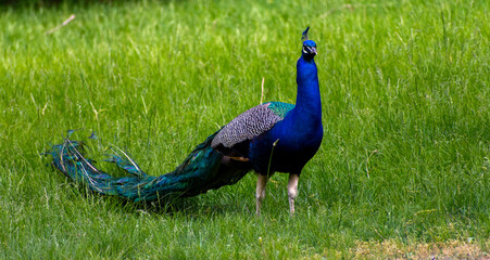 Obraz premium peacock in the grass