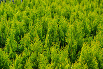 Green background of light yellow thuja occidentalis in the nursery before the sale