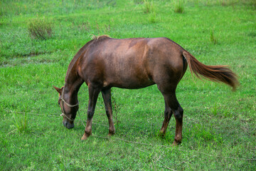 Obraz premium A brown-red domesticated horse is eating the green grass of the field. Asian cross-breeding horse. 