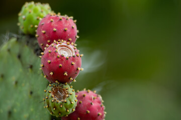 Nopal, flora y textura de México