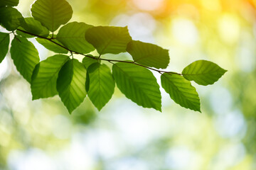 Closeup nature view of green beech leaf on spring twigs on blurred background in forest. Copyspace...