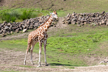 Animals – african giraffe.