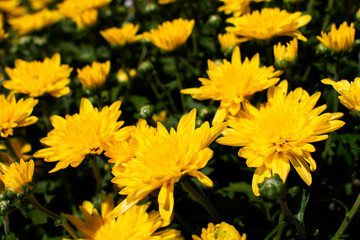 Field of Yellow Flowers 