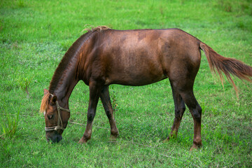 A brown-red domesticated horse is eating the green grass of the field. Asian cross-breeding horse. 