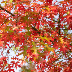 Quercus ellipsoidalis Nadel-Eiche, Berg-Eiche Blatt in Herbstfärbung