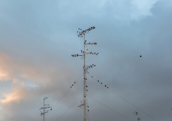 Many birds perched on a group of antennas in a big city