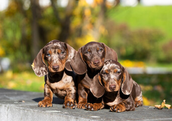 dachshund puppies on the background of an autumn park