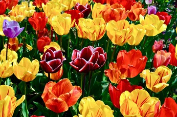 red and yellow tulips
