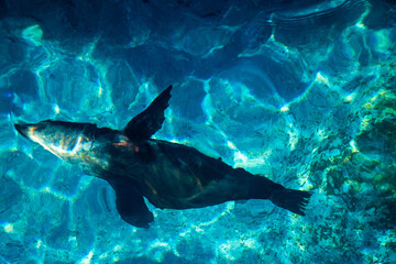 Obraz premium fish in aquarium