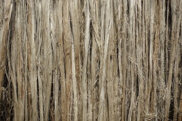 Closeup view of raw jute fiber. Rotten jute is being washed in water and dried in the sun. Brown jute fiber texture and details background. 