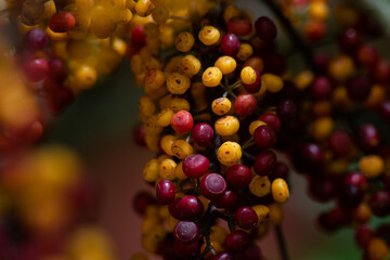 Pyracantja rojas y amarillas 
