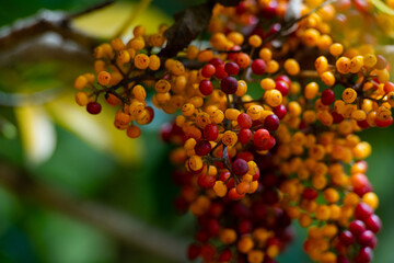 Pyracantja rojas y amarillas 