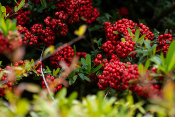 Pycarantha roja