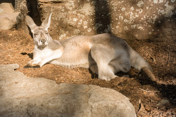 kangaroo