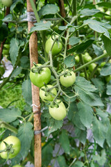 Fresh green tomatoes growing in the garden. bunch of green tomatoes in the garden. ready to harvest fresh green tomatoes.