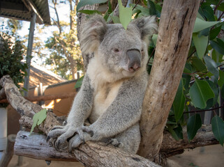 Fototapeta na wymiar koala