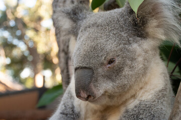 koala