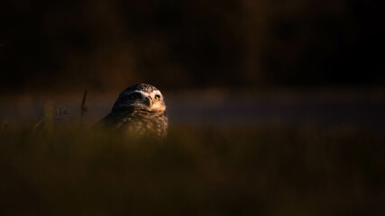 Creative shot of a burrowing owl behind tall grasses at a field © Santiago Centurion/Wirestock
