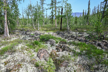 Mountain taiga on the Putorana plateau.