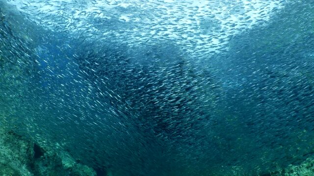 silversides hiding behind secret rocks  under sun shine and beams underwater silverside fish school wavy sea protection