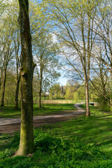 Trees and paths in Rembrandtpark in Amsterdam, a large park in the west of the city.
