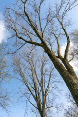 Trees and paths in Rembrandtpark in Amsterdam, a large park in the west of the city.